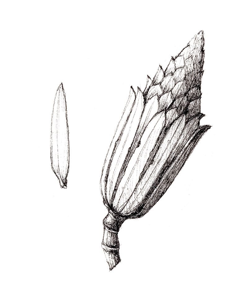 Black and white sketch of a flower and a seed or pod, with detailed petal and stem structure.