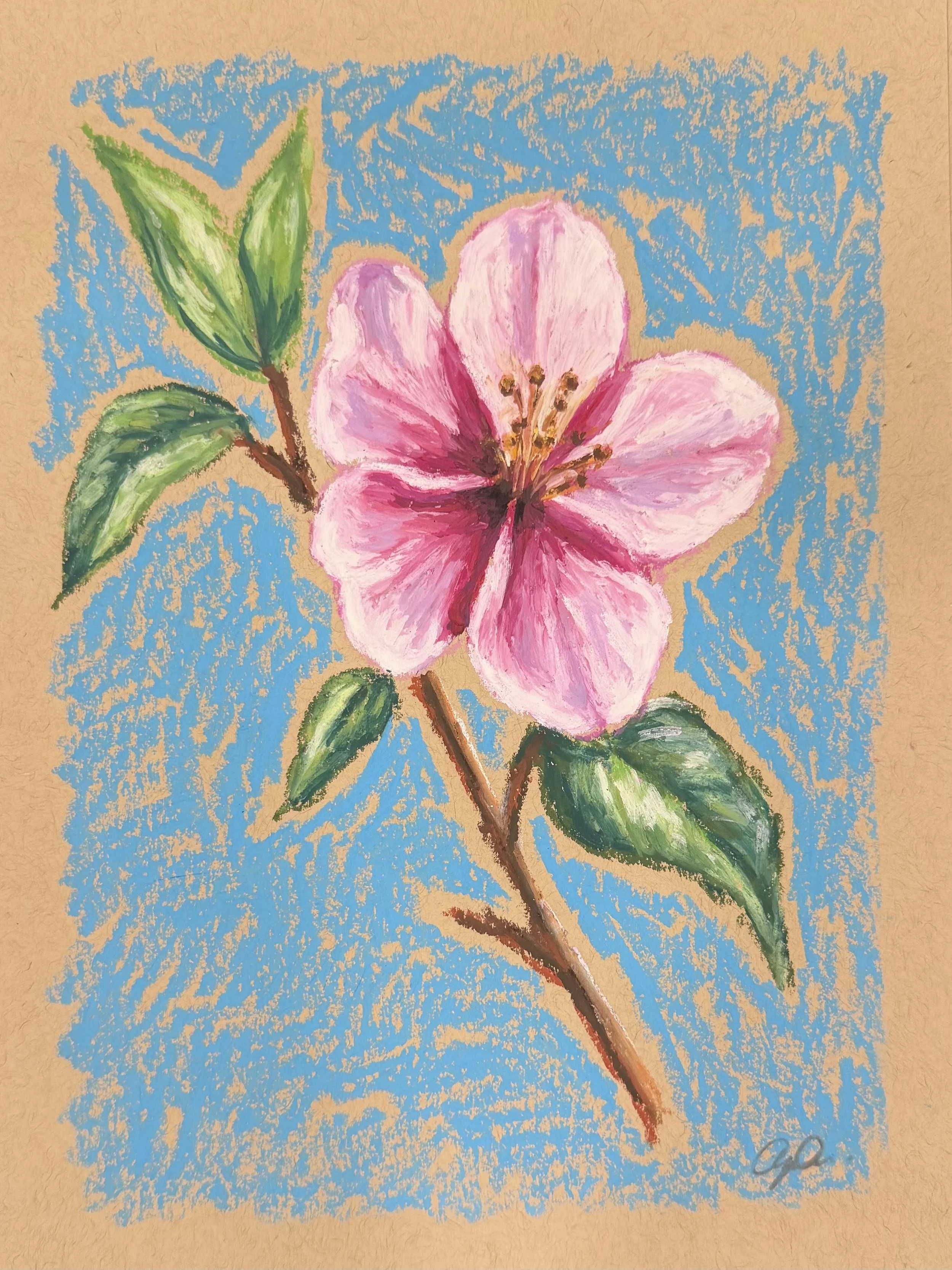 Cherry blossom 1.JPG