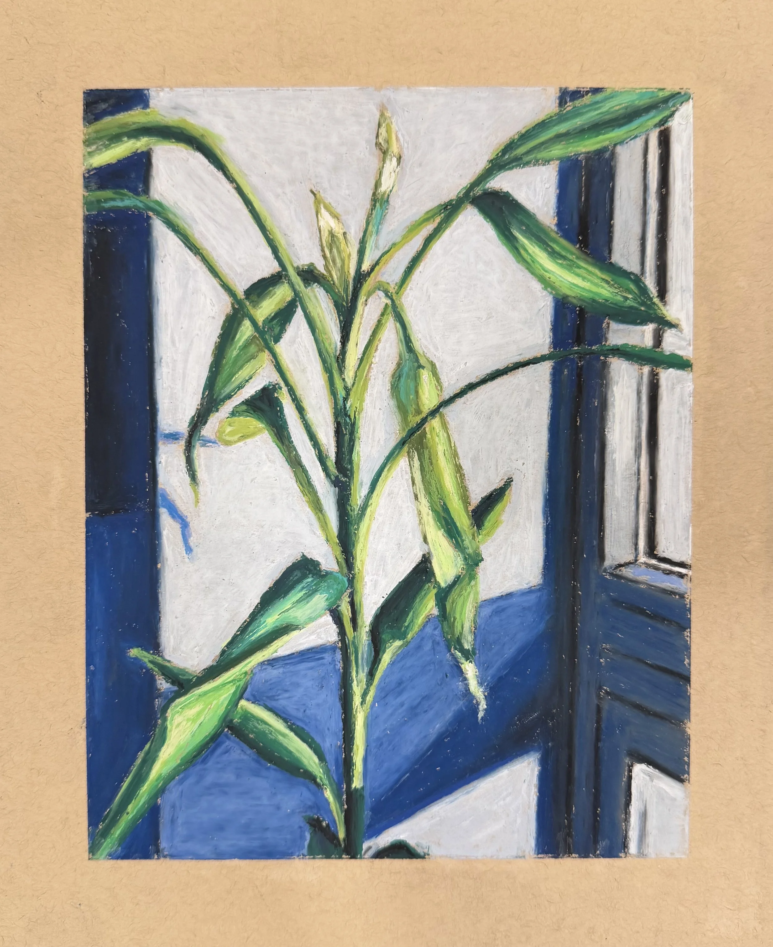 Peace Lily