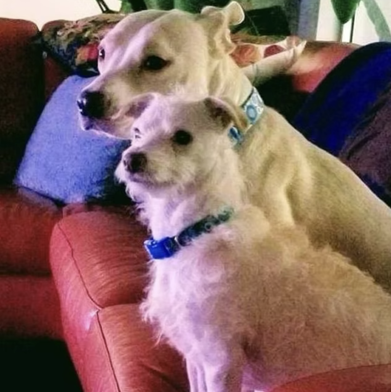 Two tan dogs with black noses and blue collars sitting on a red couch, with the one in front holding the other dog around the neck, both looking at the camera.