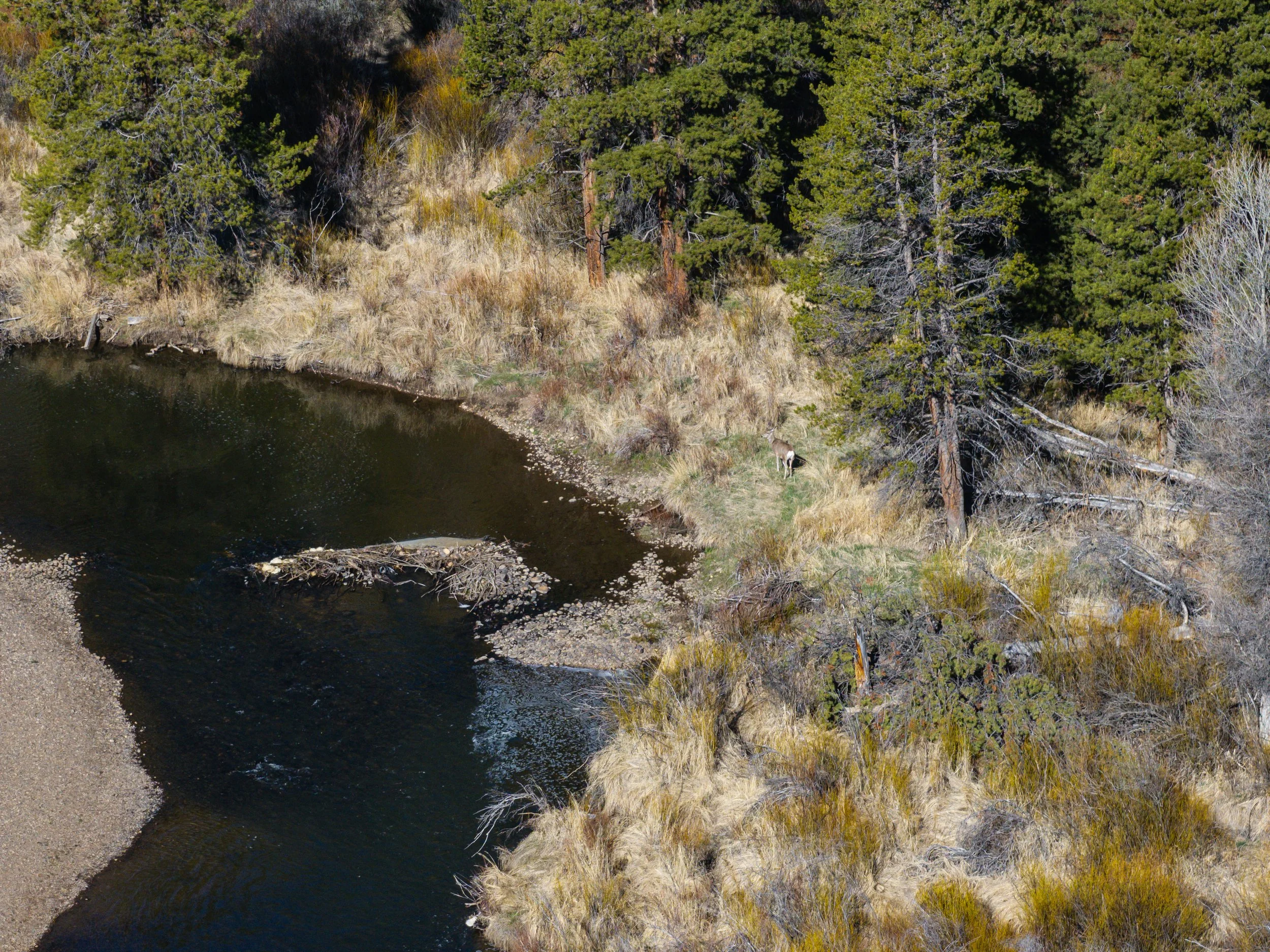 A river flowing through a forested area with dry grass and pine trees. A dog is walking along the riverbank.