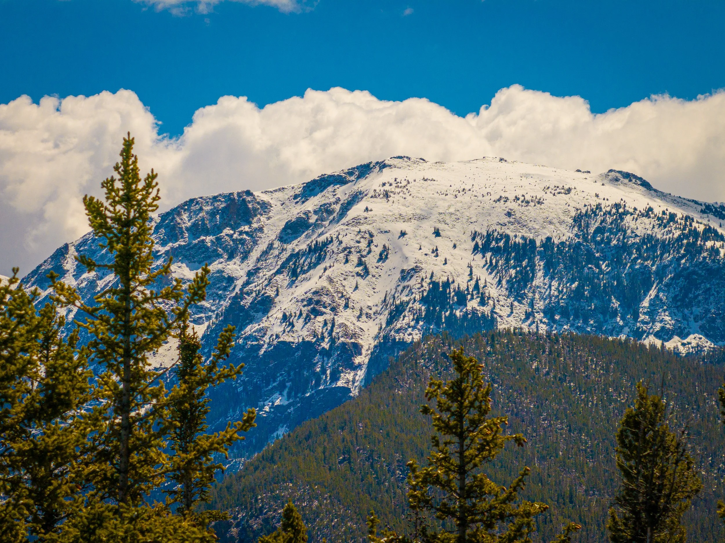 Snow-covered mountain with rocky peaks, a clear blue sky, and trees in the foreground.