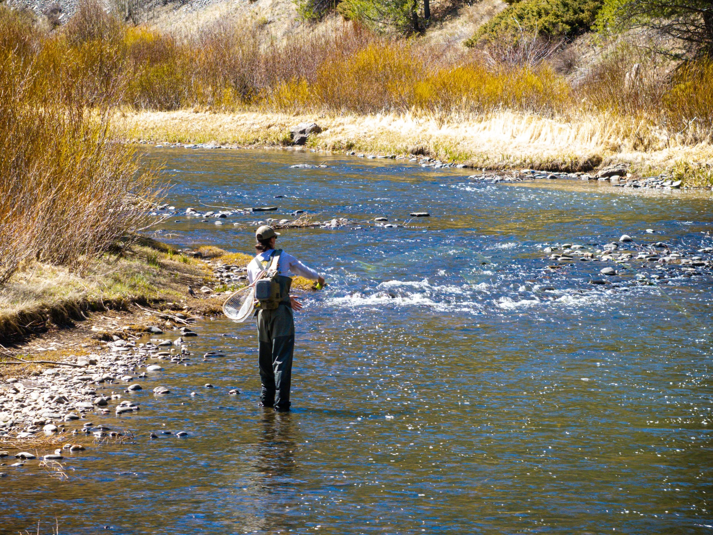 A person wearing a hat and outdoor clothing stands knee-deep in a flowing river, surrounded by tall brown grasses and shrubs in late fall or early spring, with trees in the background.