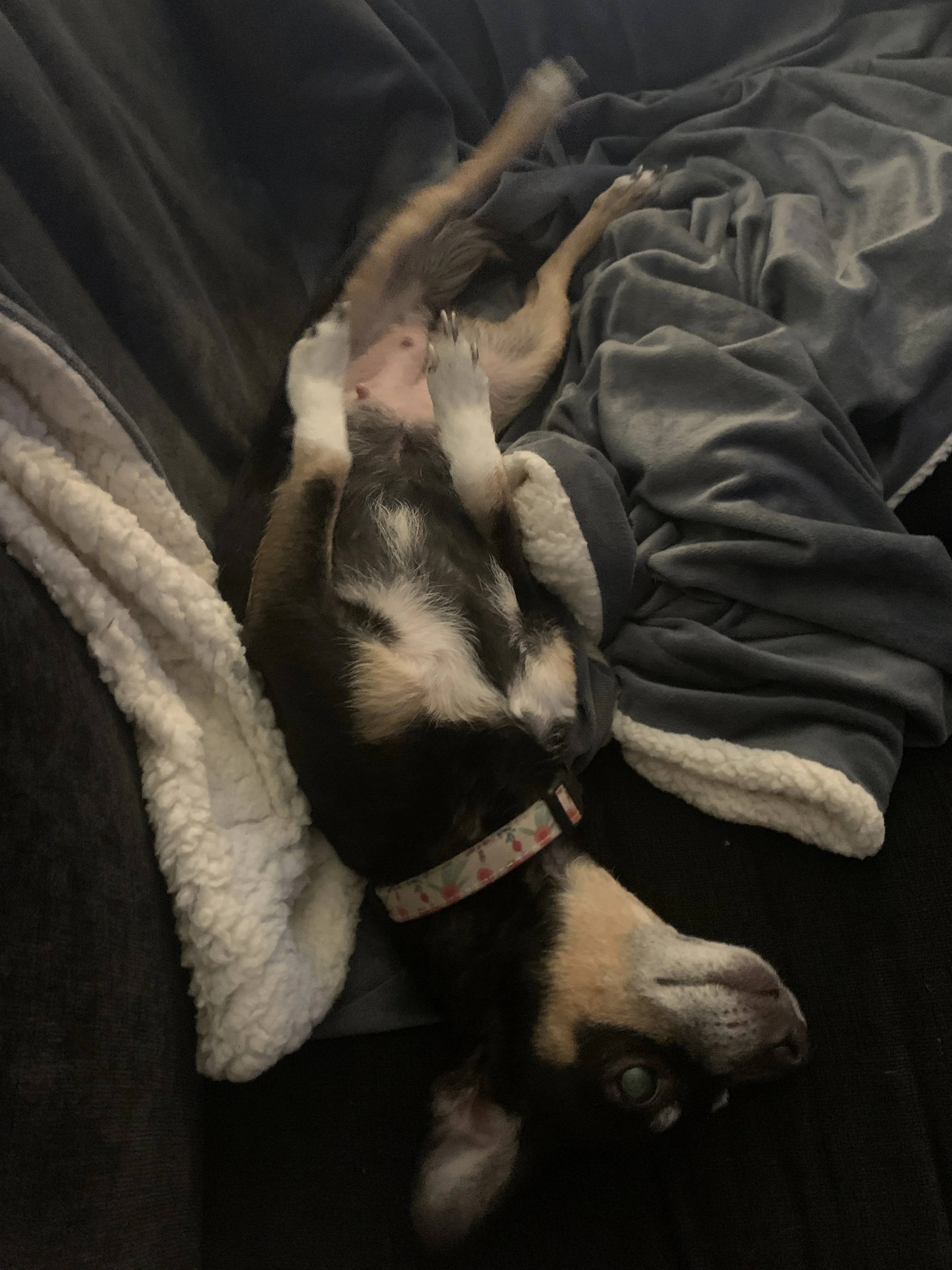 A black and tan dog lying upside down on a dark fabric surface, with its head and one paw visible, wearing a floral collar, with a blanket nearby.
