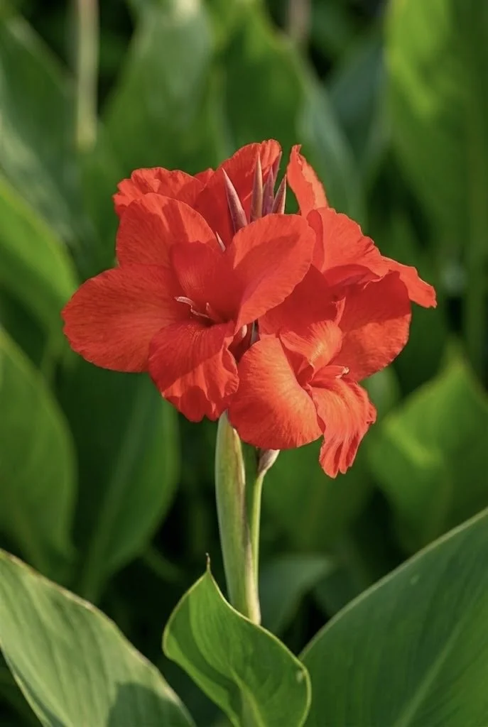 CANNA LILY 'THE PRESIDENT'