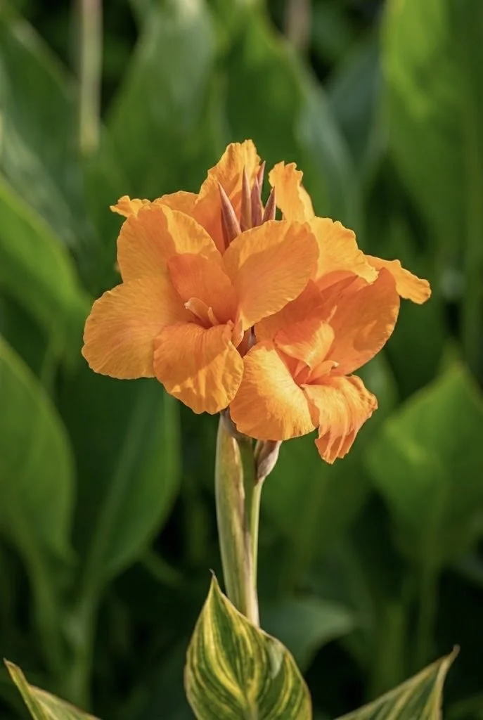 CANNA LILY 'PRETORIA' ('BENGAL TIGER')