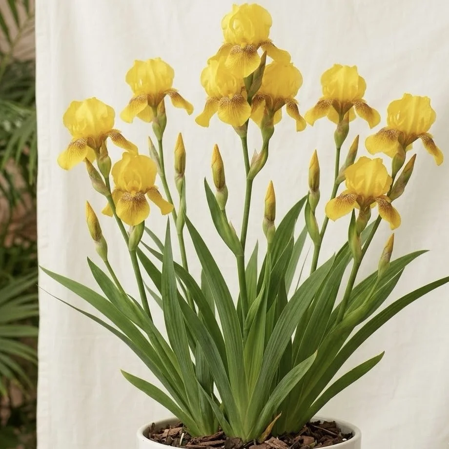 JAPANESE YELLOW IRIS 'GOLDEN EMPRESS'