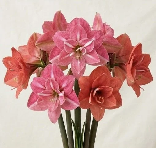 Image 12.jpeg