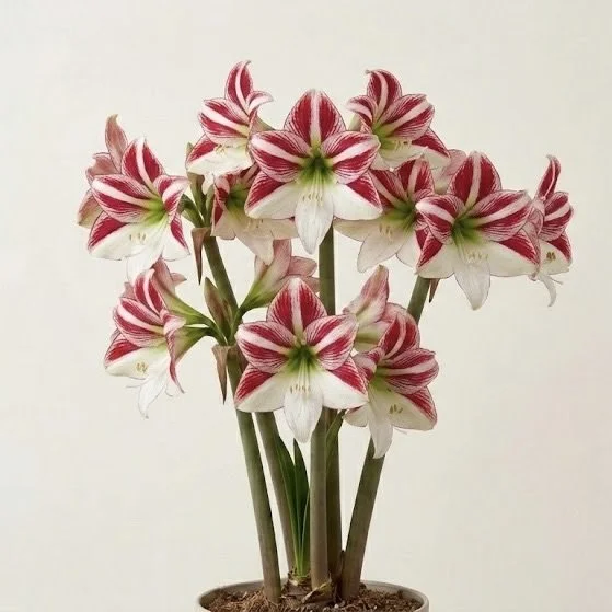 Image 16.jpeg