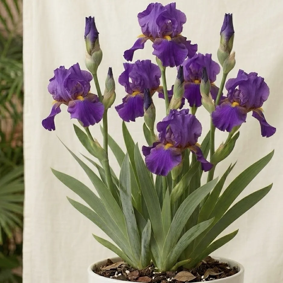 TALL BEARDED IRIS 'ROYAL VELVET'