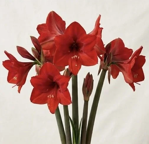 Image 11.jpeg