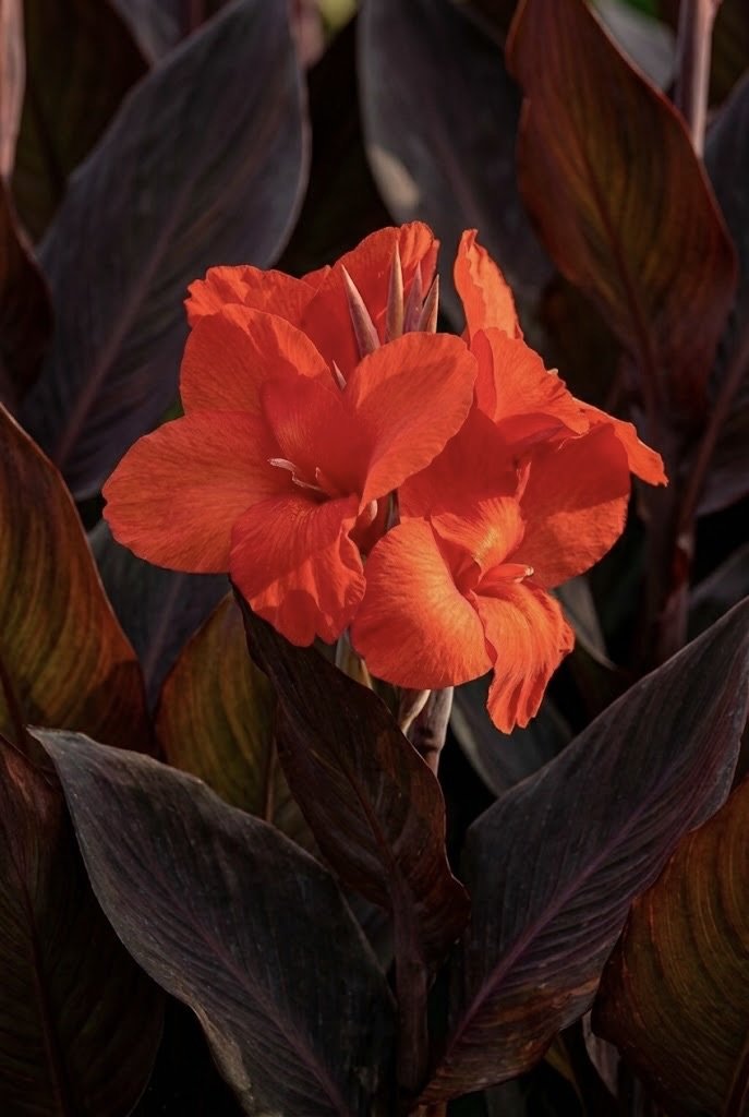 CANNA LILY 'TROPICANNA BLACK'