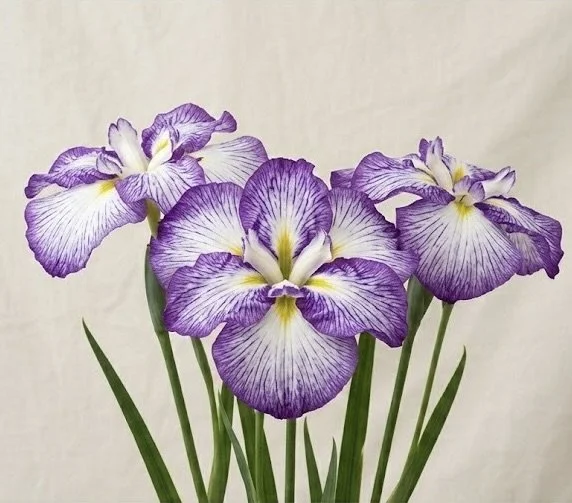 Image 32.jpeg