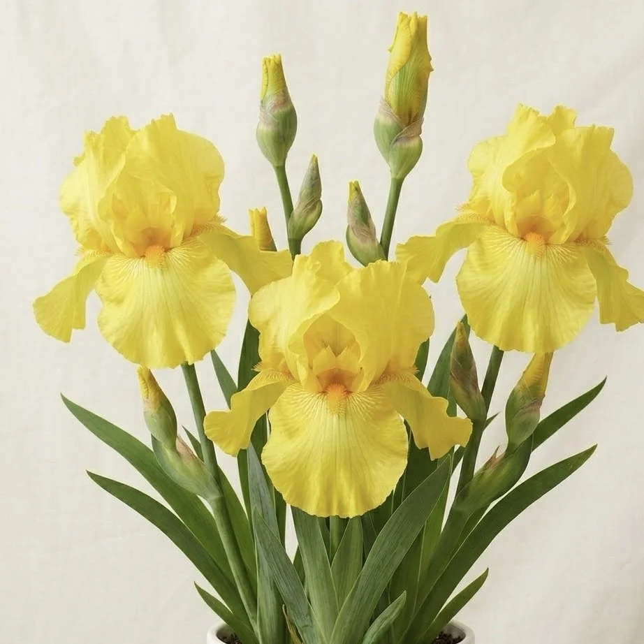 TALL BEARDED IRIS 'WELL ENDOWED'