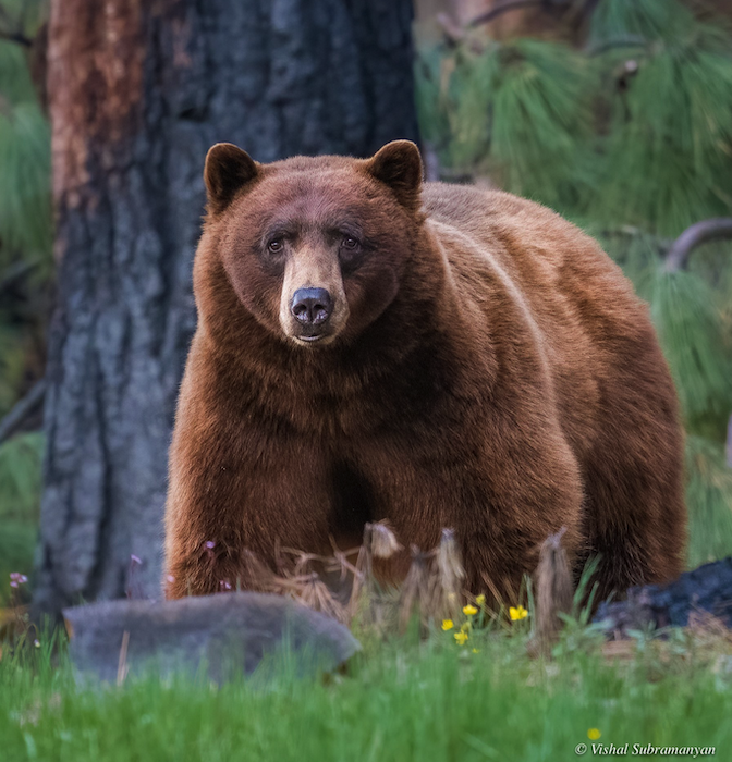 Photographing a Cinnamon Black Bear in California…or not