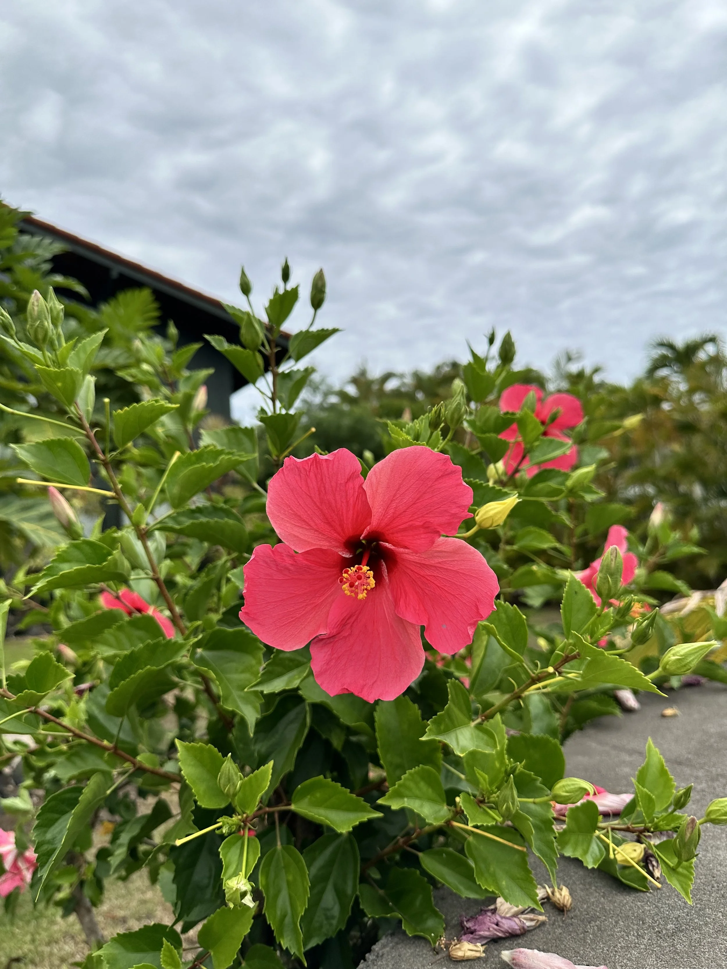 IMG_2937.jpeg
