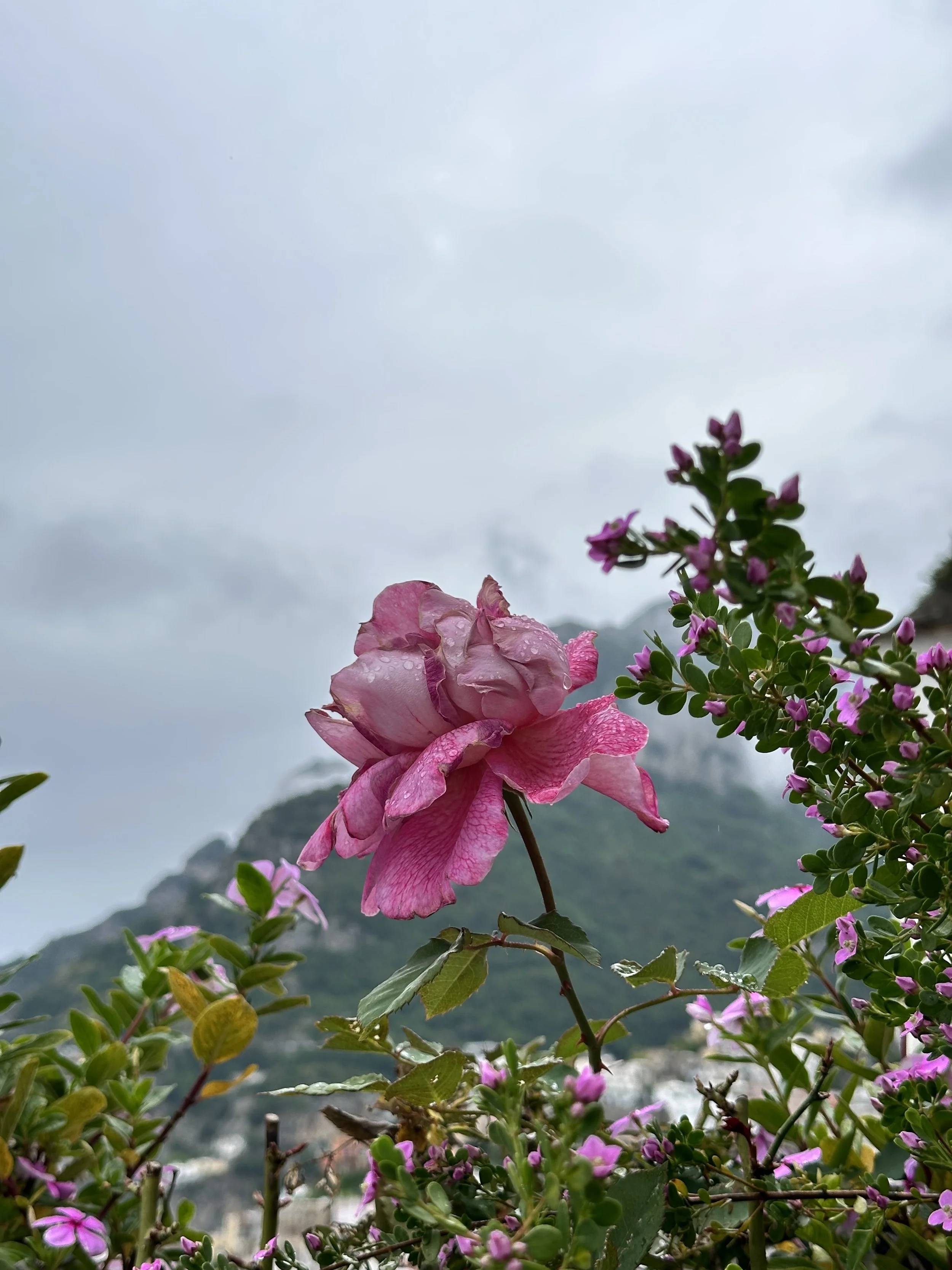 IMG_9271.jpeg