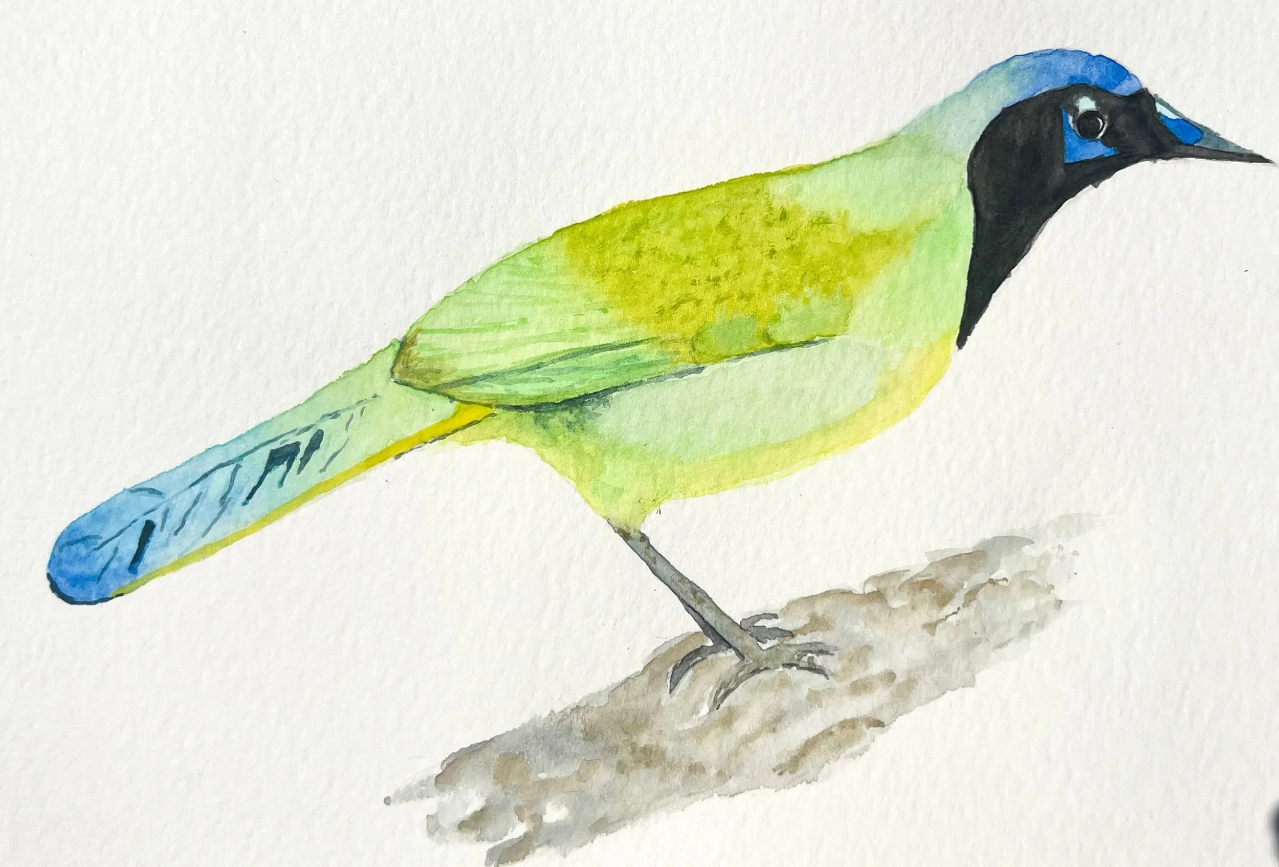 Here for the birders