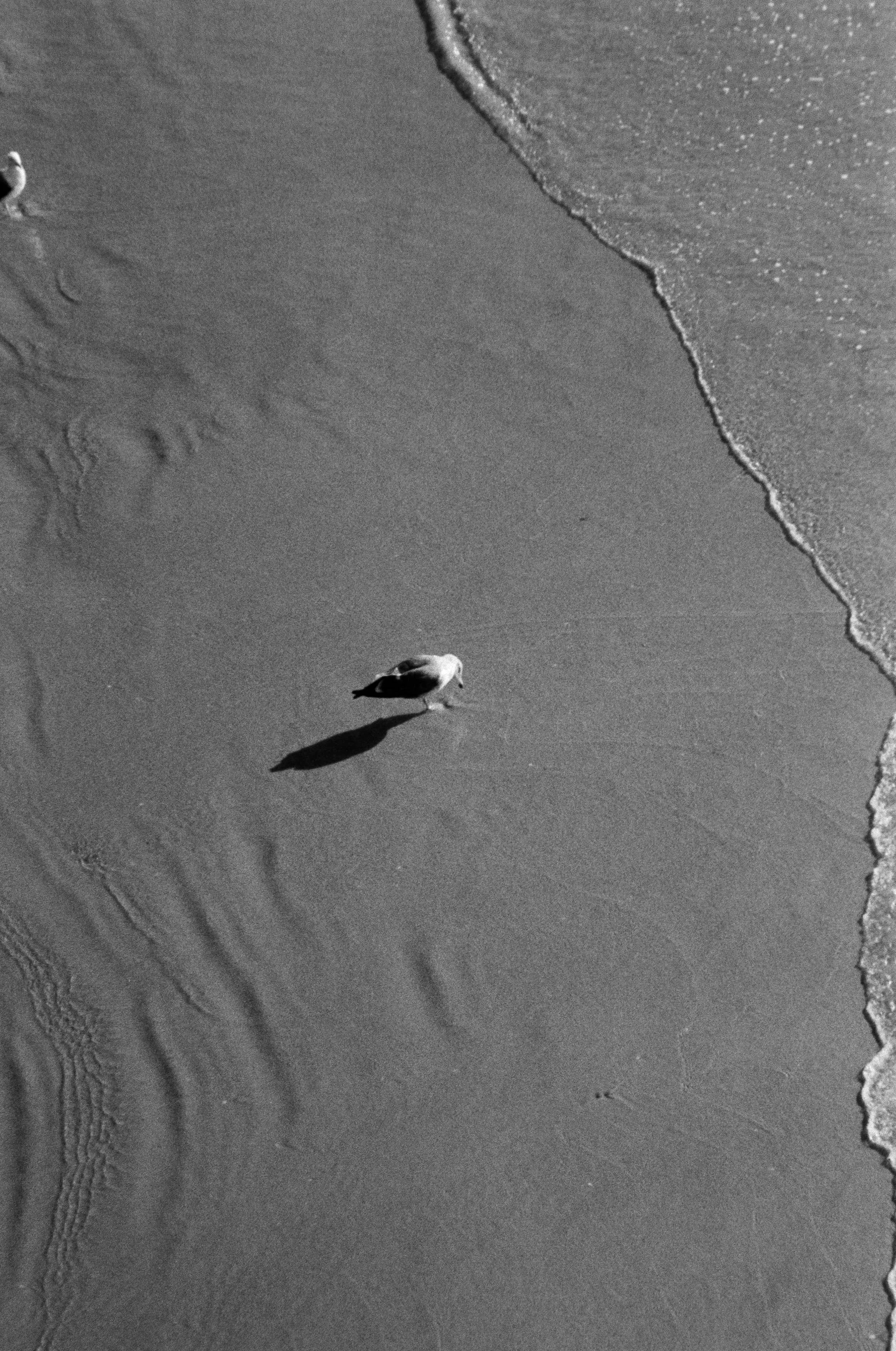 santa monic & protest (B&W) -006.jpg
