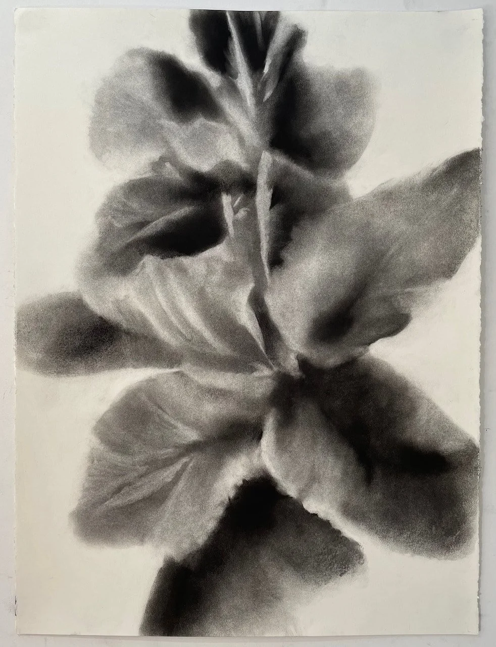  Centered  
2022 
charcoal on paper 
30 x 22 inches