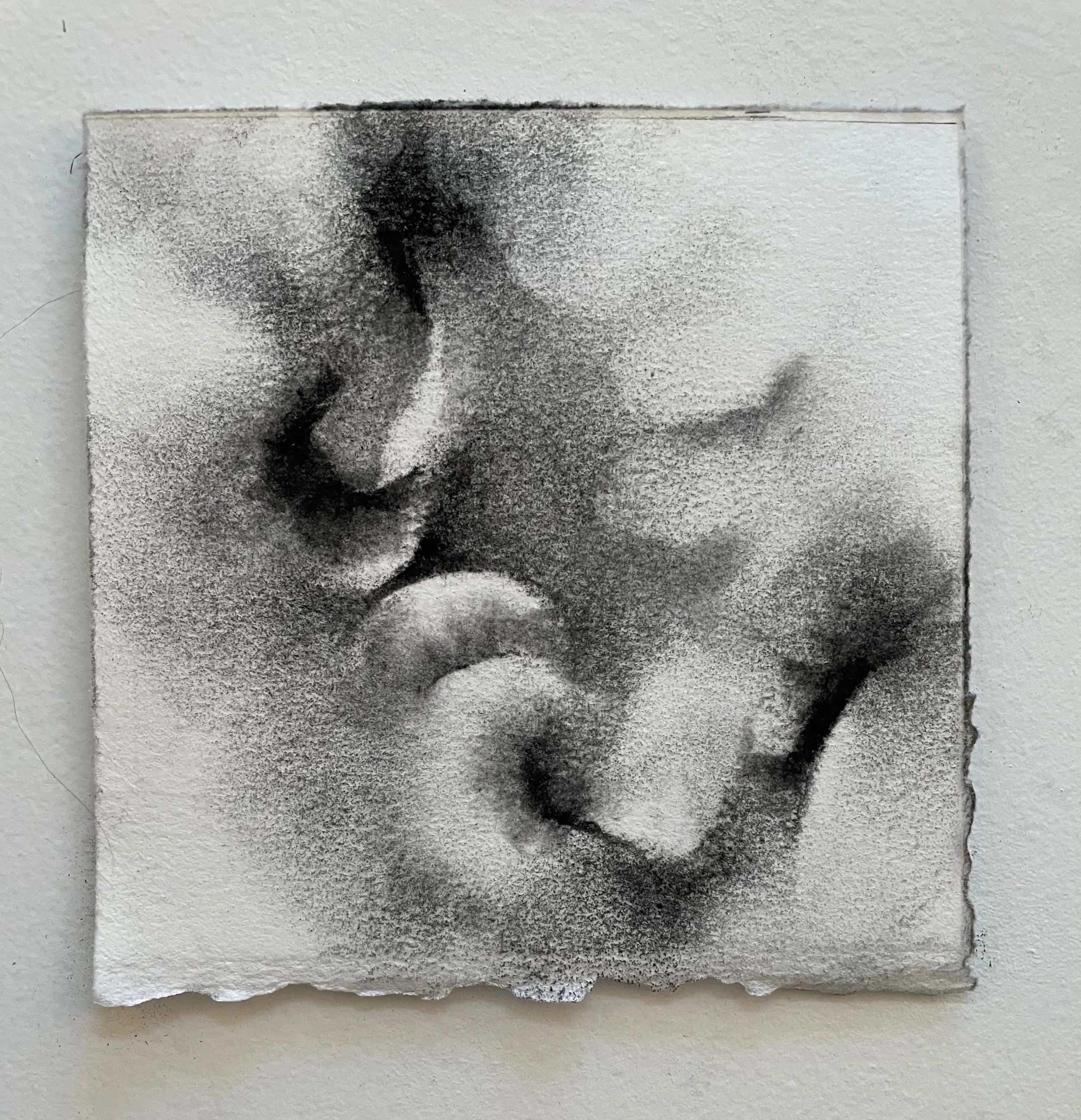  Virtual Garden Day 6  
2021 
charcoal on paper 
5" X 5" (10" X 10" framed)