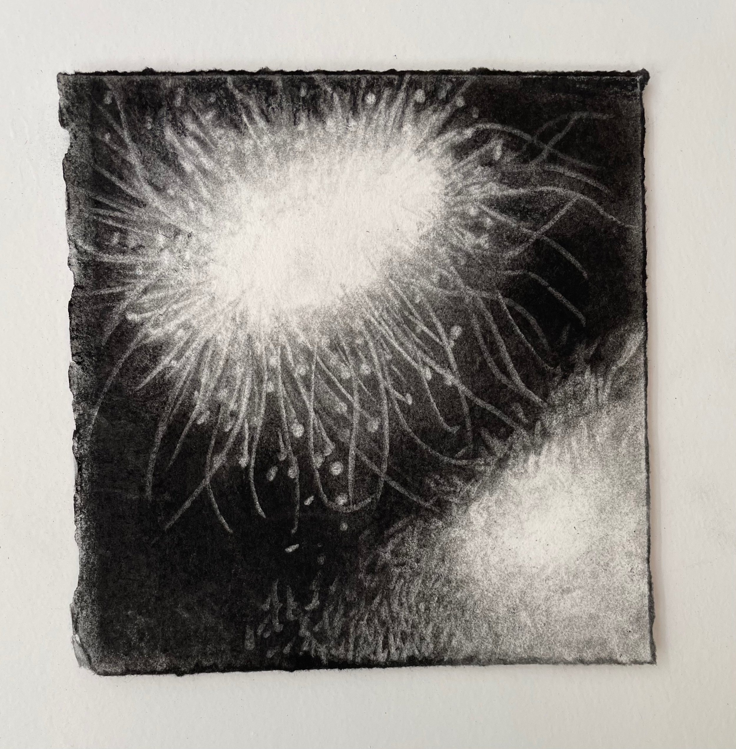 Virtual Garden Day 8  
2021 
charcoal on paper 
5" X 5" 