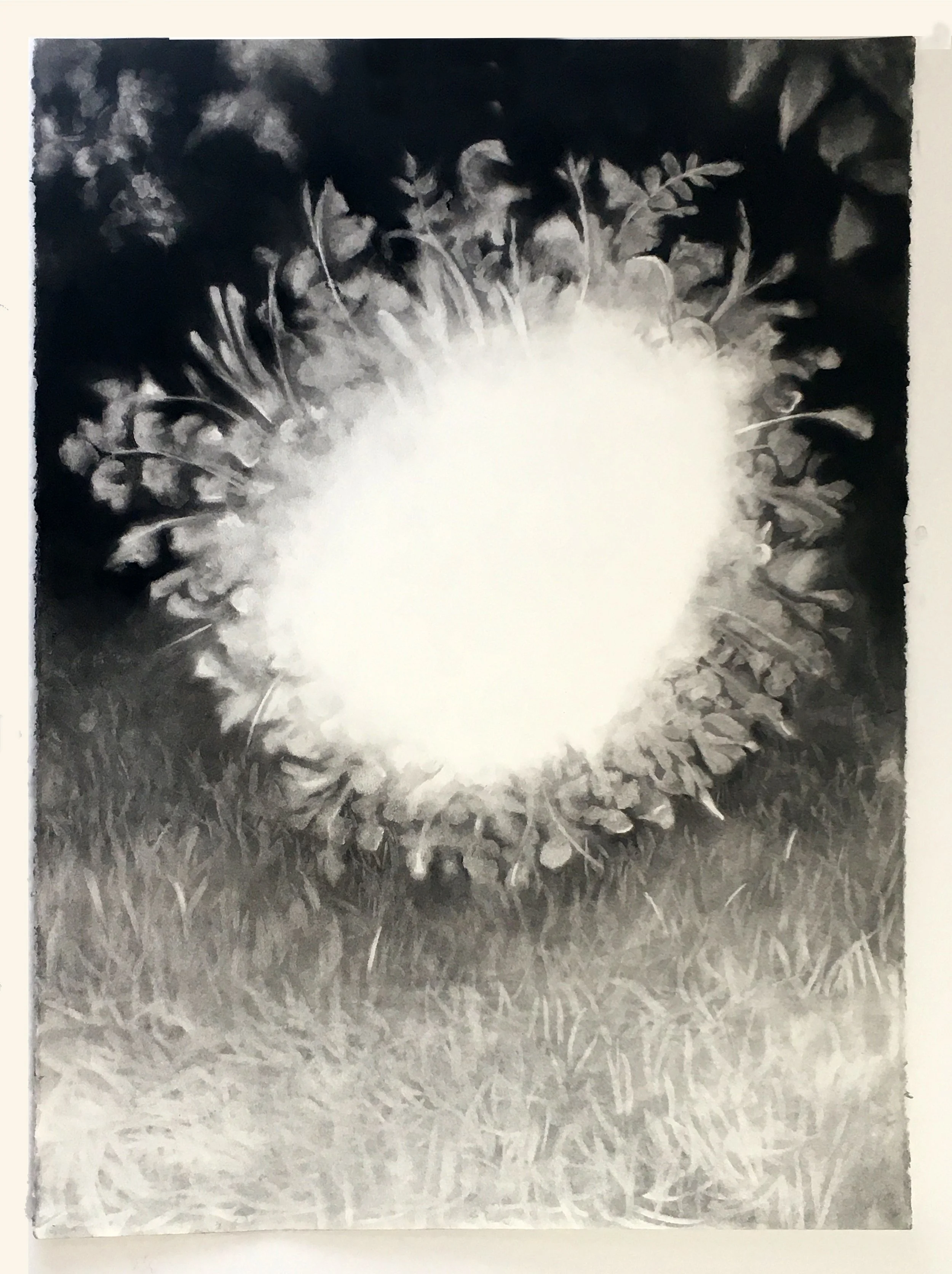  Burning Bush No. 2  
2020 
charcoal on paper 
30 x 22 inches