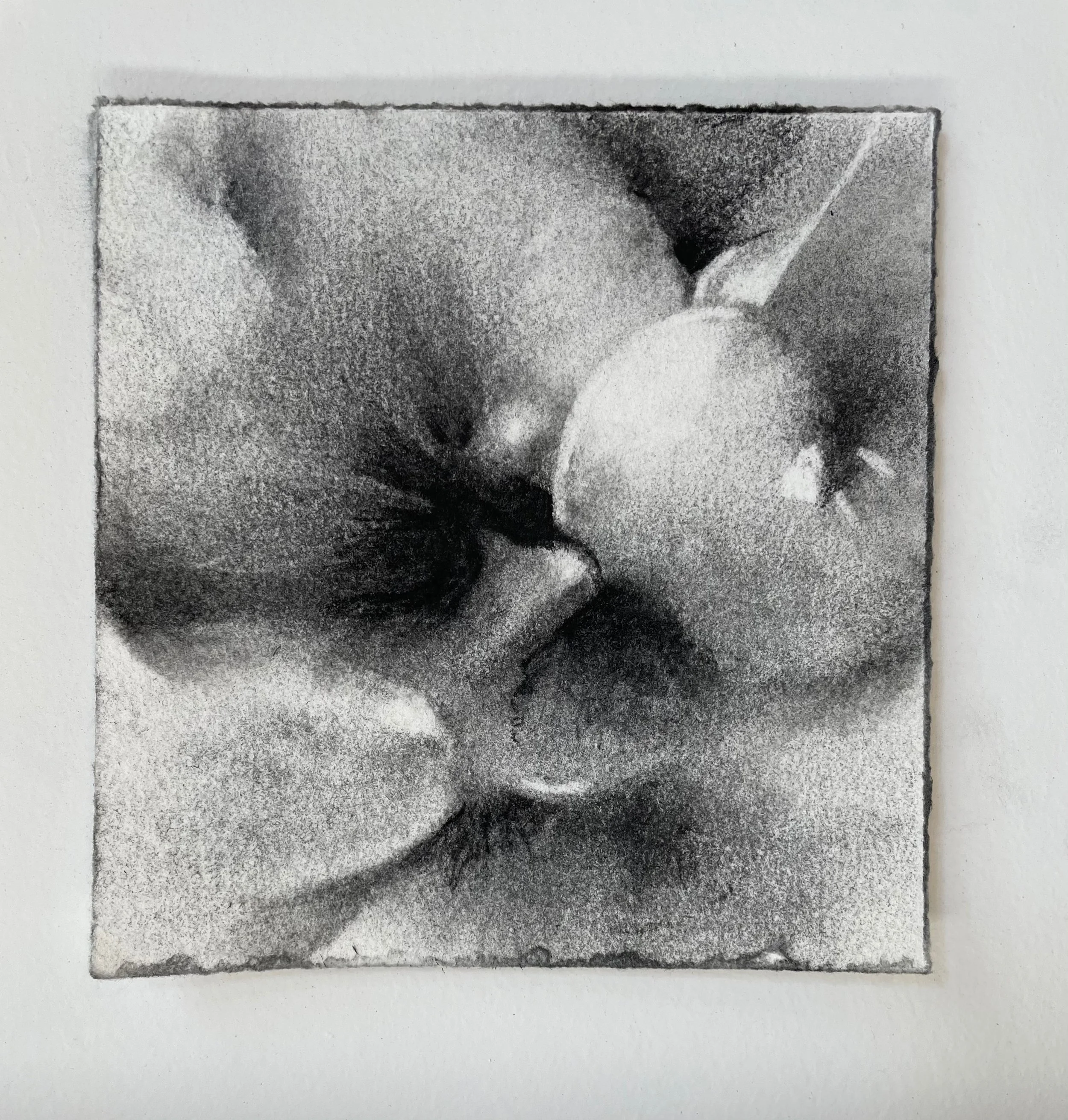  Virtual Garden Day 9  
2021 
charcoal on paper 
5" X 5" 