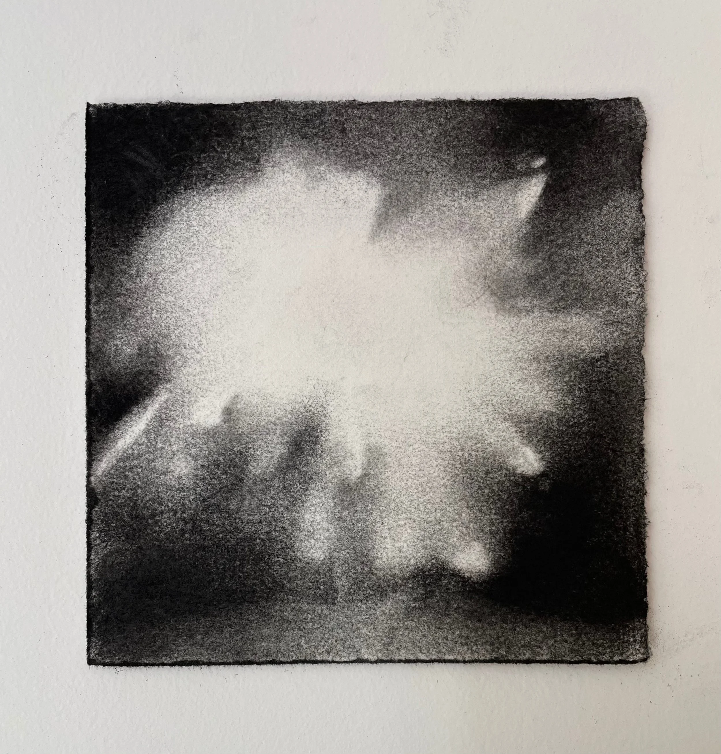  Virtual Garden Day 14  
2021 
charcoal on paper 
5" X 5"