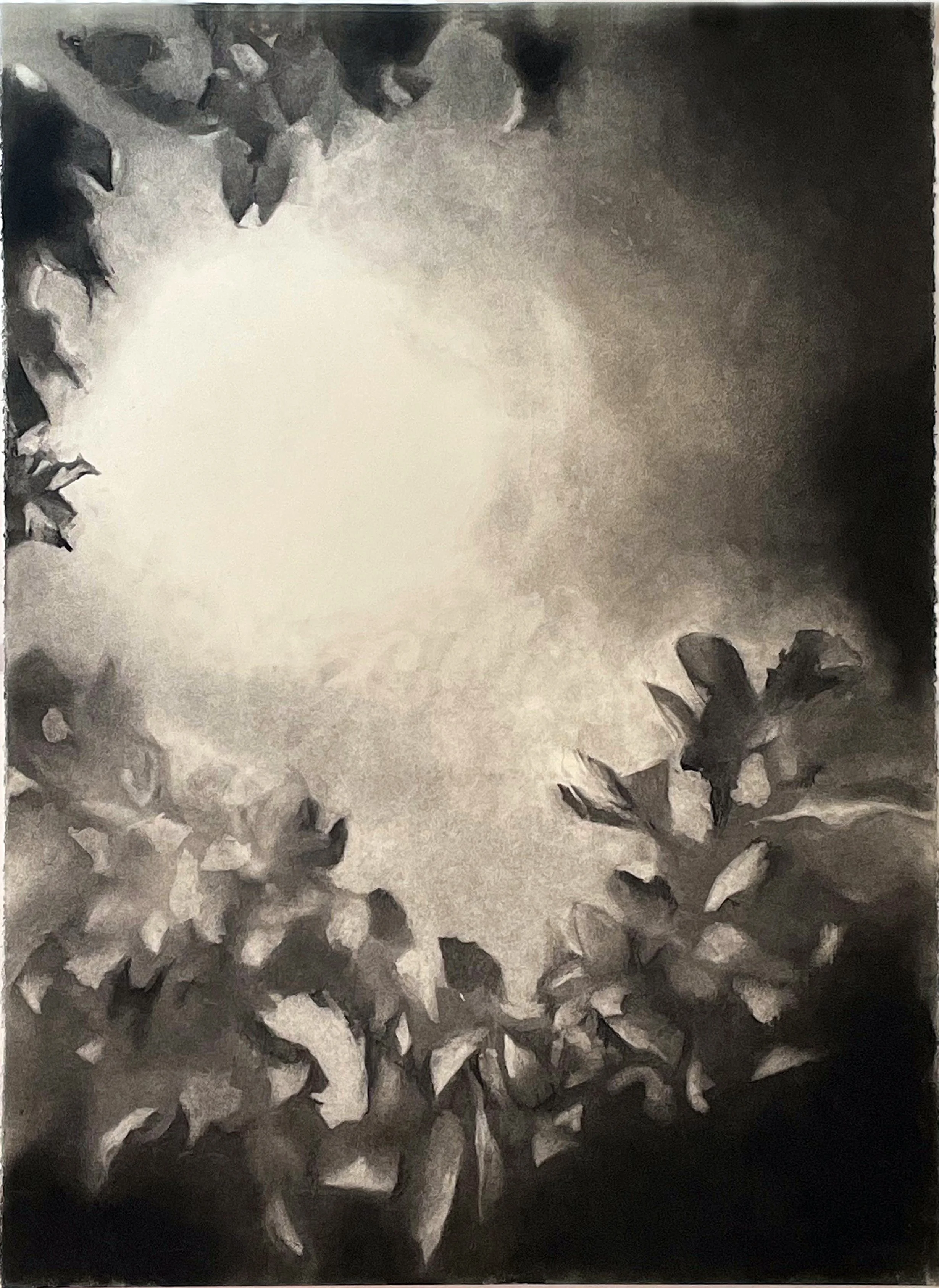  Harvest Moon  
2023 
charcoal on paper  
33 x 22 inches
