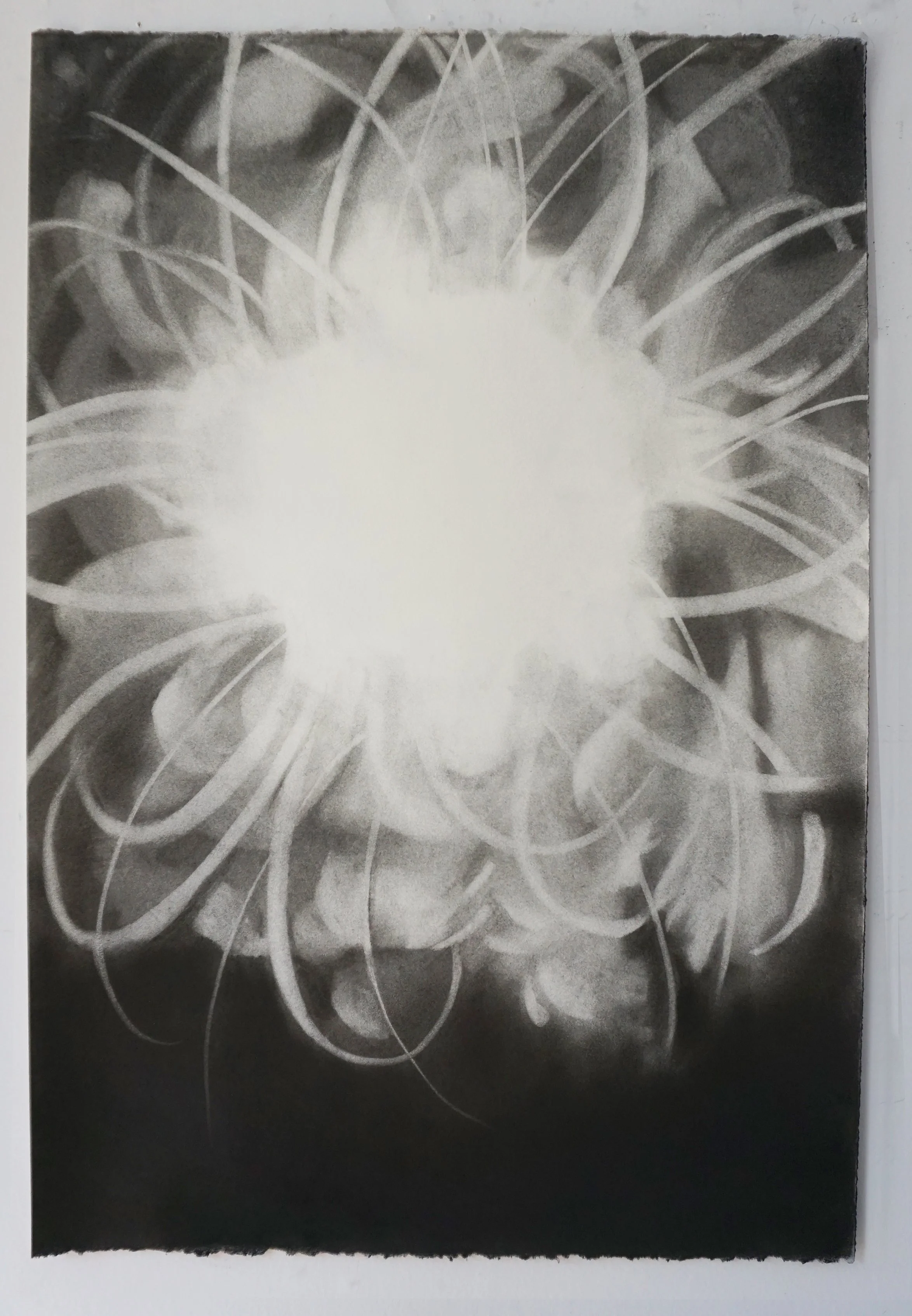  Succulent  
2019 
charcoal on paper 
22 x 15 inches