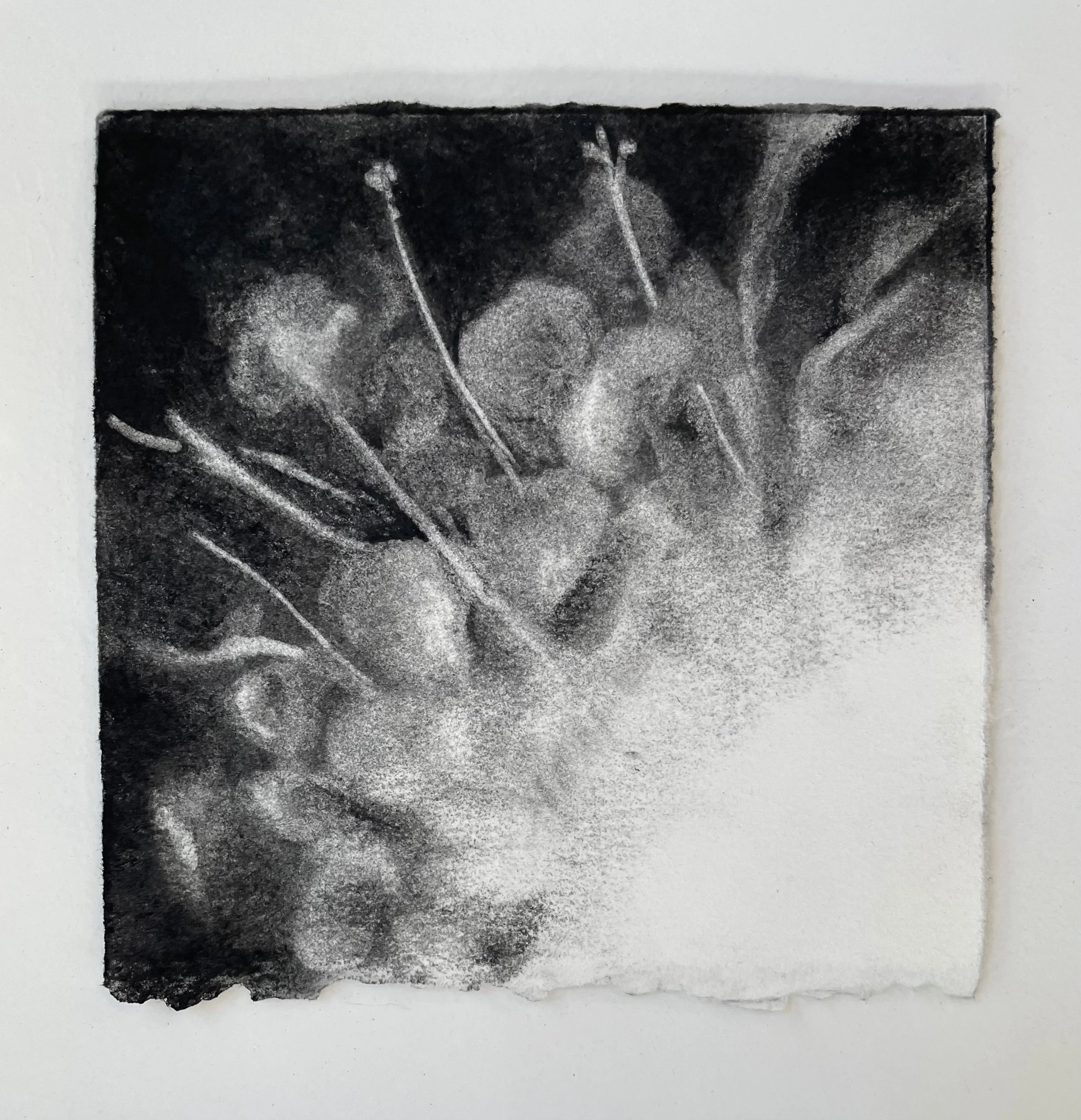  Virtual Garden Day 7  
2021 
charcoal on paper 
5" X 5"