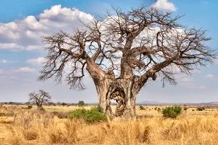 A large, leafless tree with gnarled branches in a dry grassland under a partly cloudy sky.