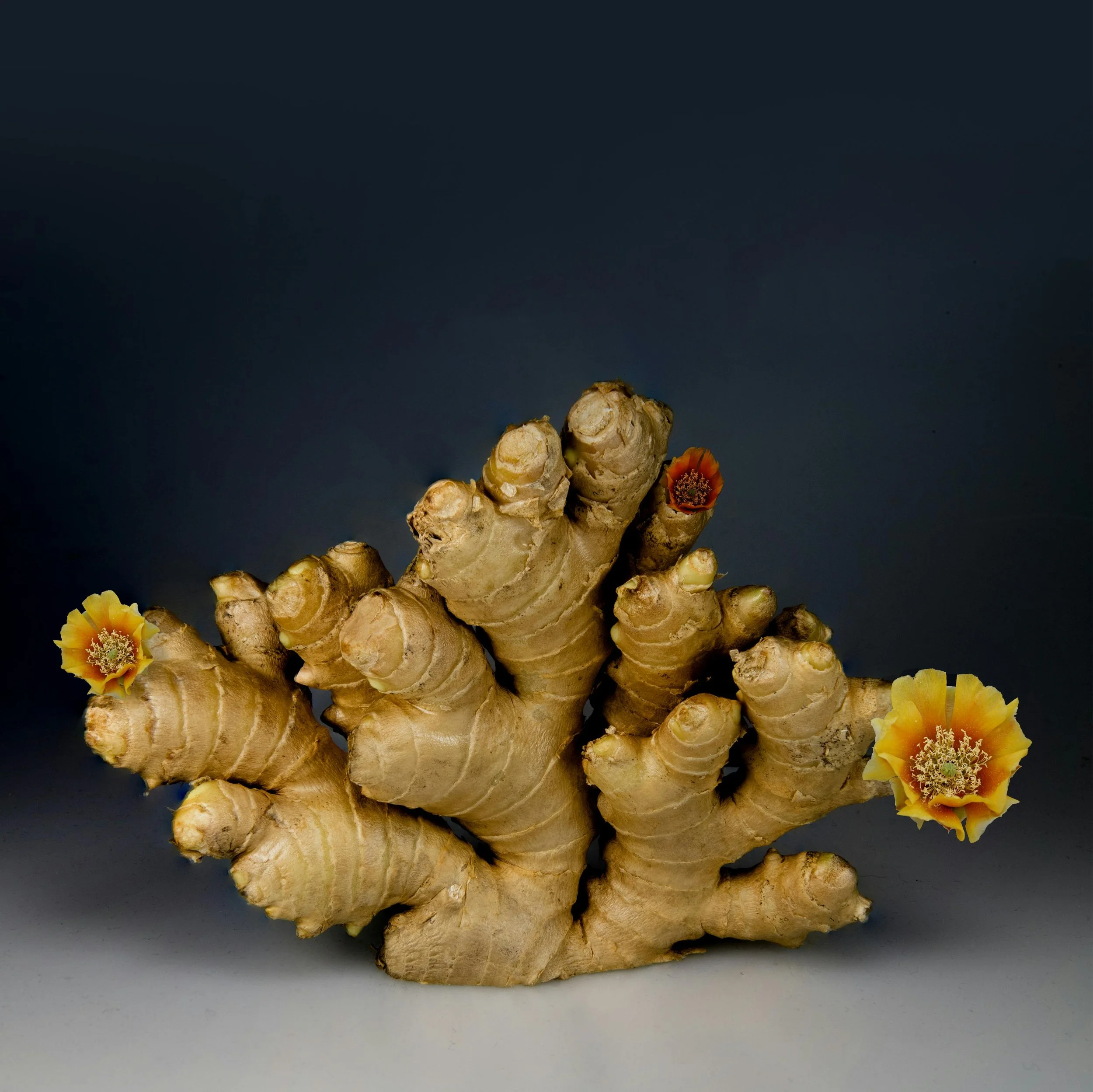 Exotic Wild Ginger Powder
