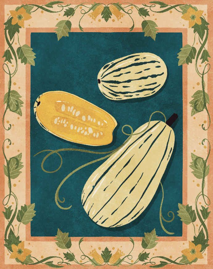 Winter Squash Seed Packet Design for Sow True Seed Inc