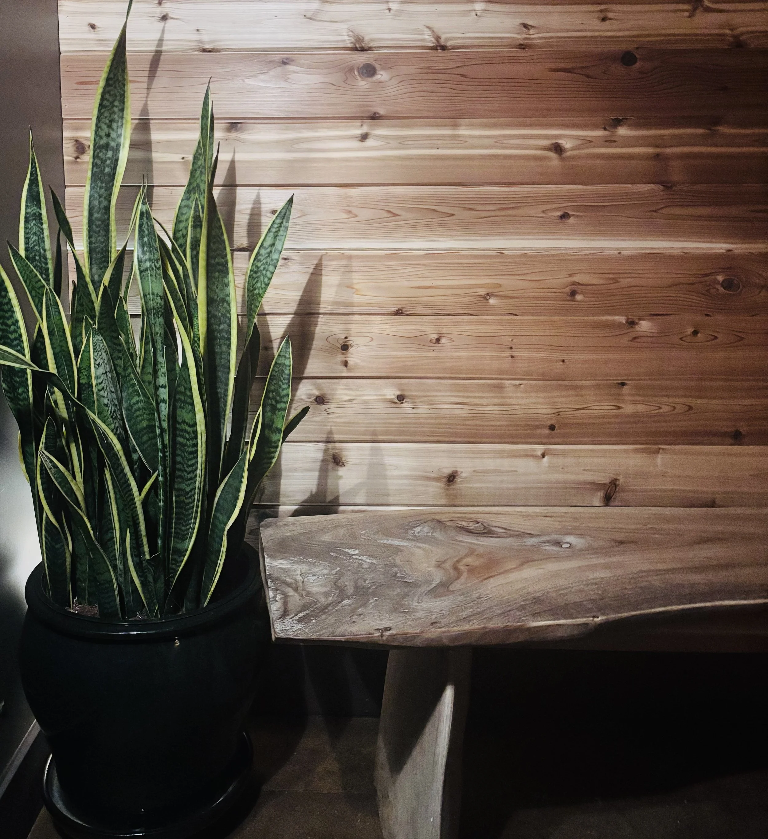 A potted snake plant with long green leaves and yellow edges sitting next to a rustic wooden bench against a wooden wall.