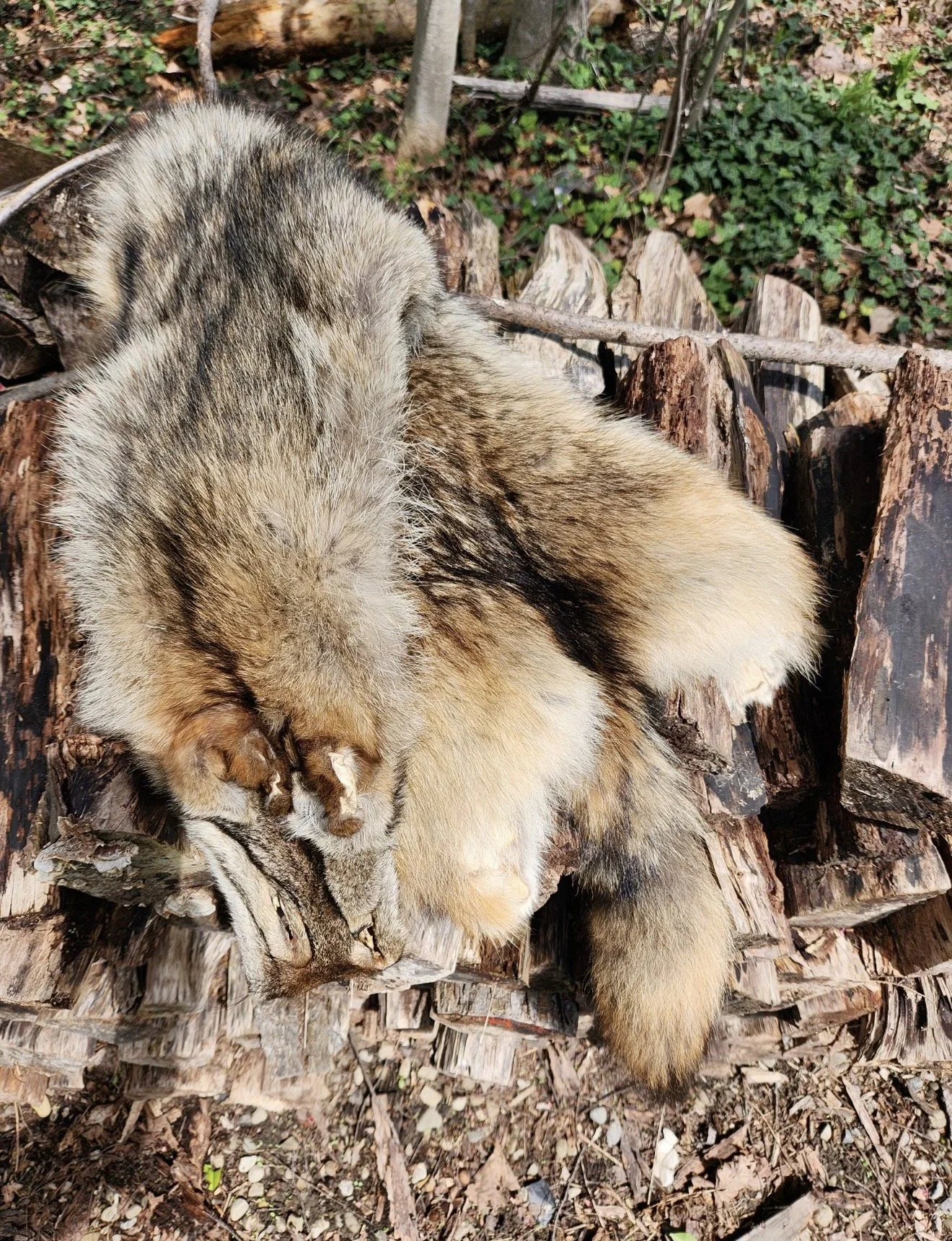 Coyote Pelt