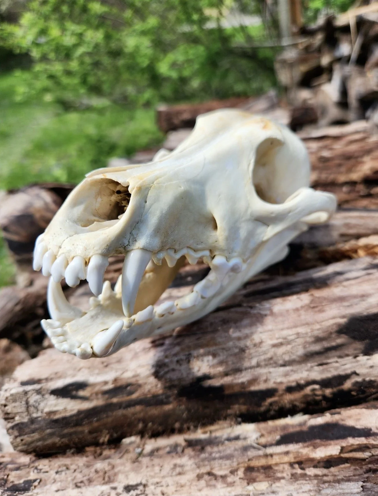 Coyote Skull