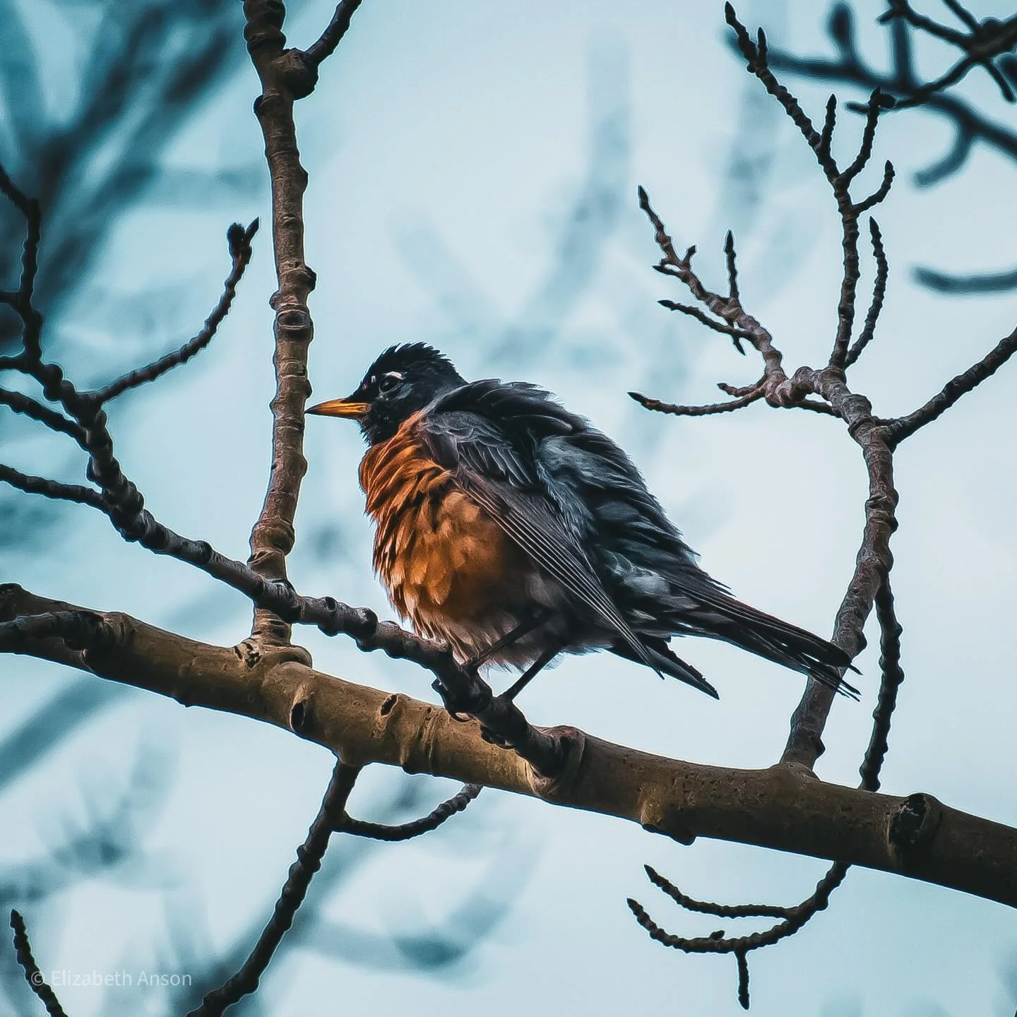 I met a bird today! 

#flagstaff #arizona #photography #birdsofinstagram #birds