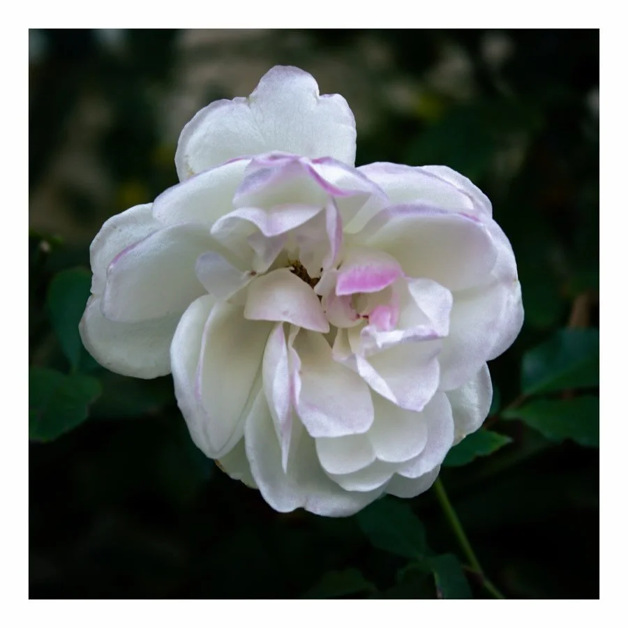 I hope everyone had a lovely Valentine&rsquo;s Day 💕  I took this a couple weeks ago and thought I&rsquo;d save it for this weekend. 

#photography #rose #valentinesday #paintedroses #flowers