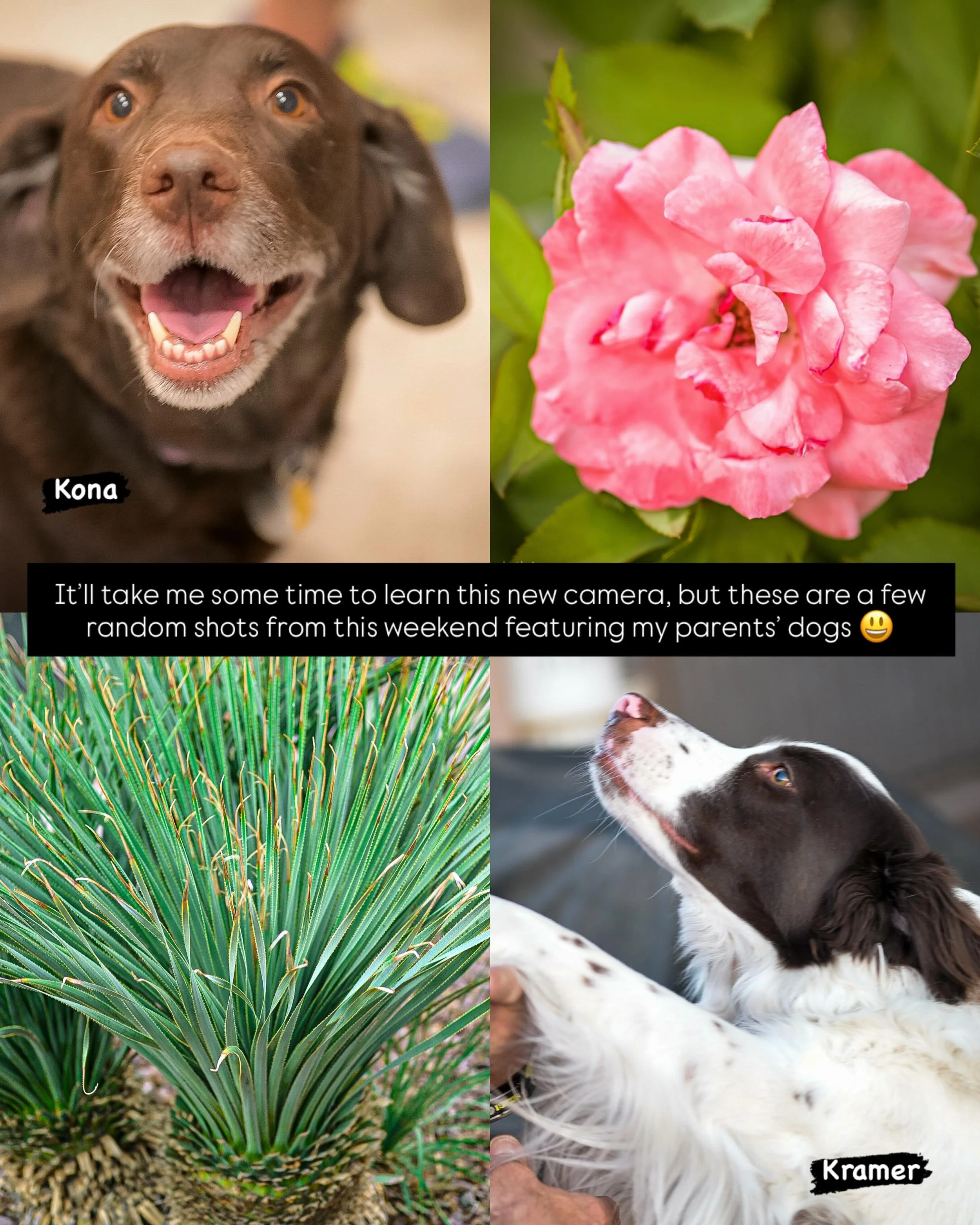 Kona, Kramer, and some random plants at my parents&rsquo; new house 

#dogs #desertplants #summer #arizona