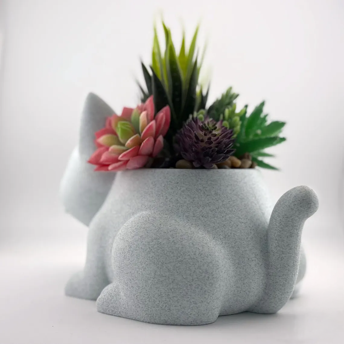 cat plant 1.png