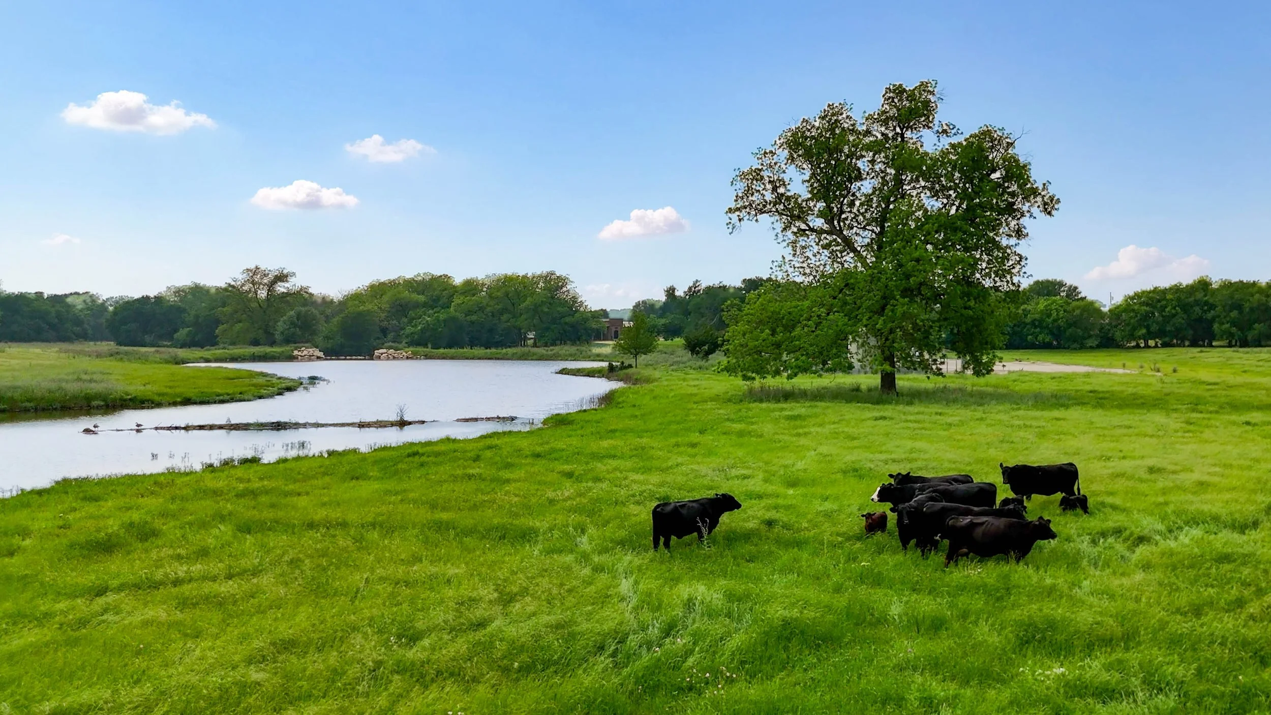 Green pasture with cows grazing near a river, surrounded by trees under a blue sky with scattered clouds.
