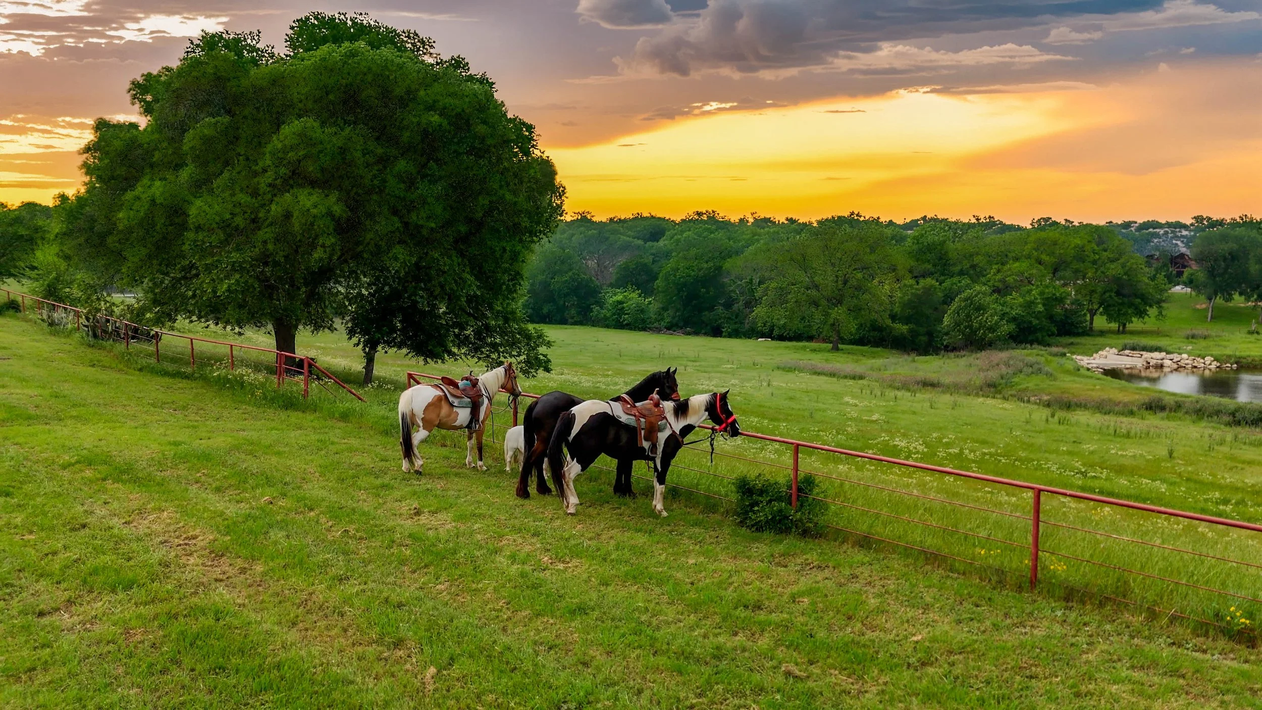Four horses tied to a red fence on a grassy field with a large tree and a river, during sunset with a partly cloudy sky.