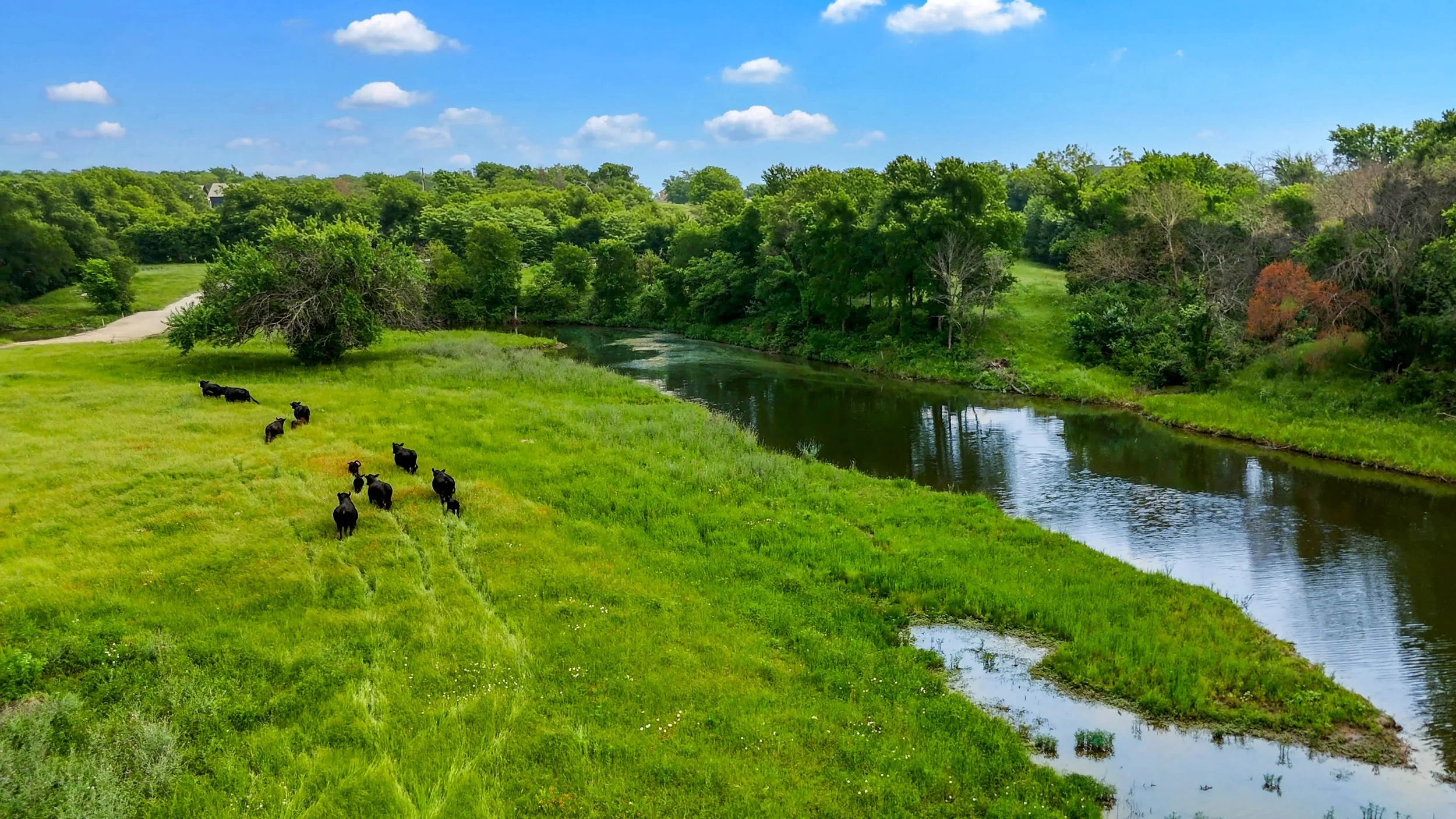 Green landscape with a river, trees, and a group of black cows grazing on the grass under a partly cloudy blue sky.