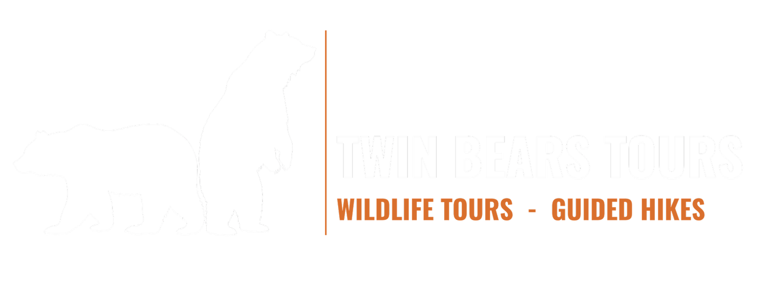 Twin Bears Tours