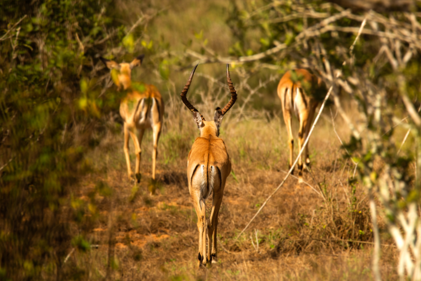 Impalas in Kissama