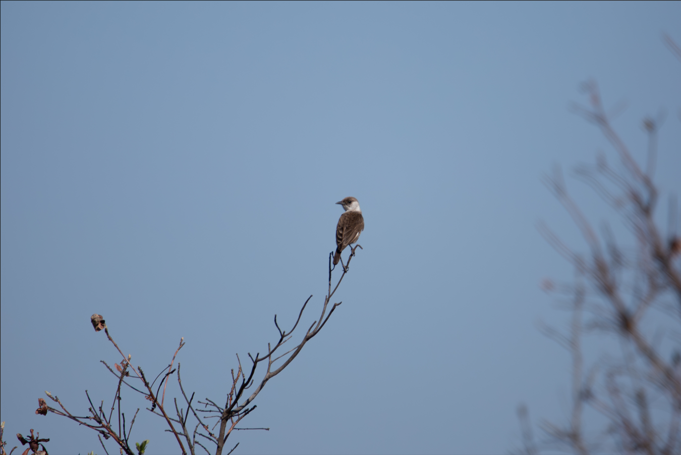 Congo moor chat, Angola