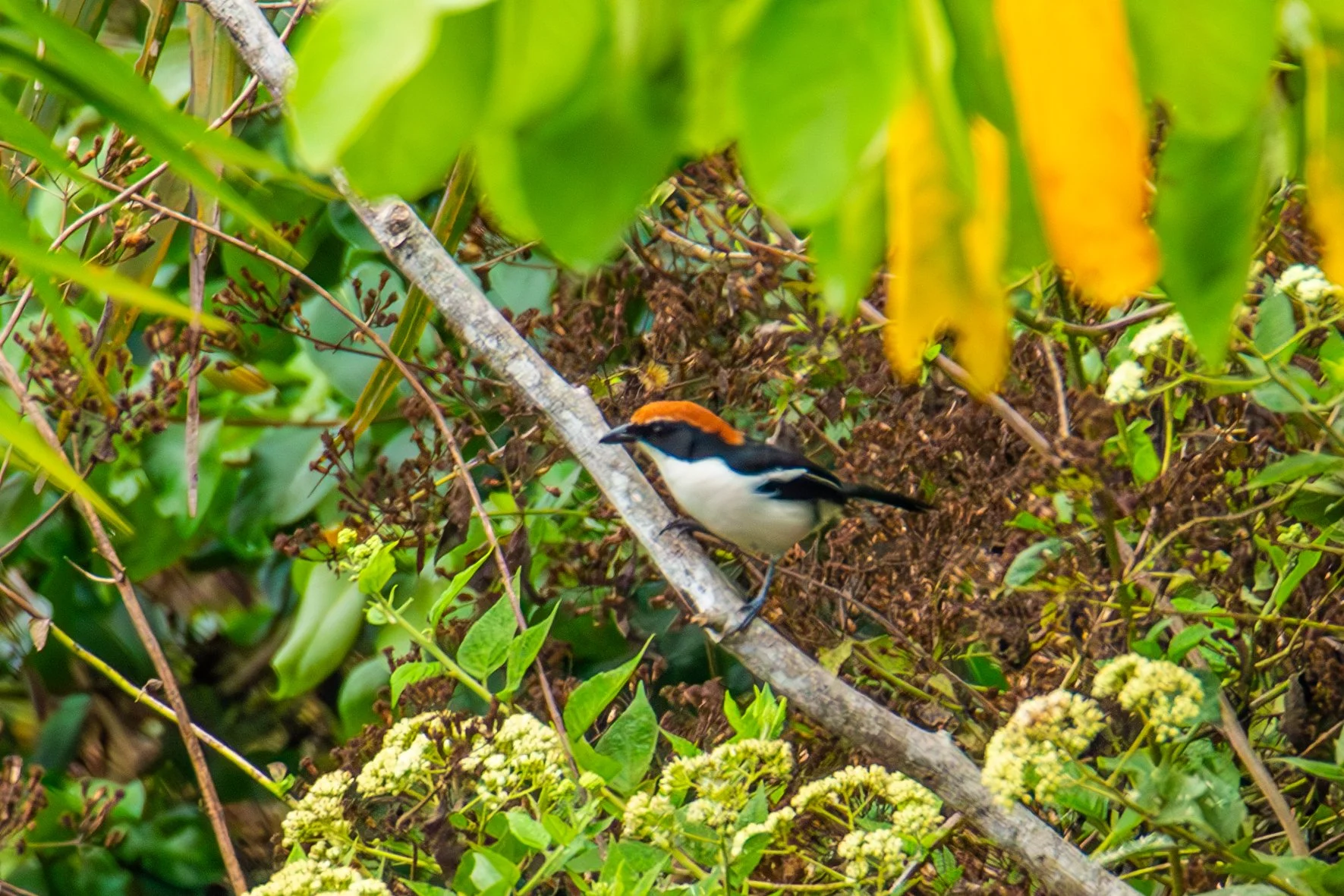 Gabela Bushshrike