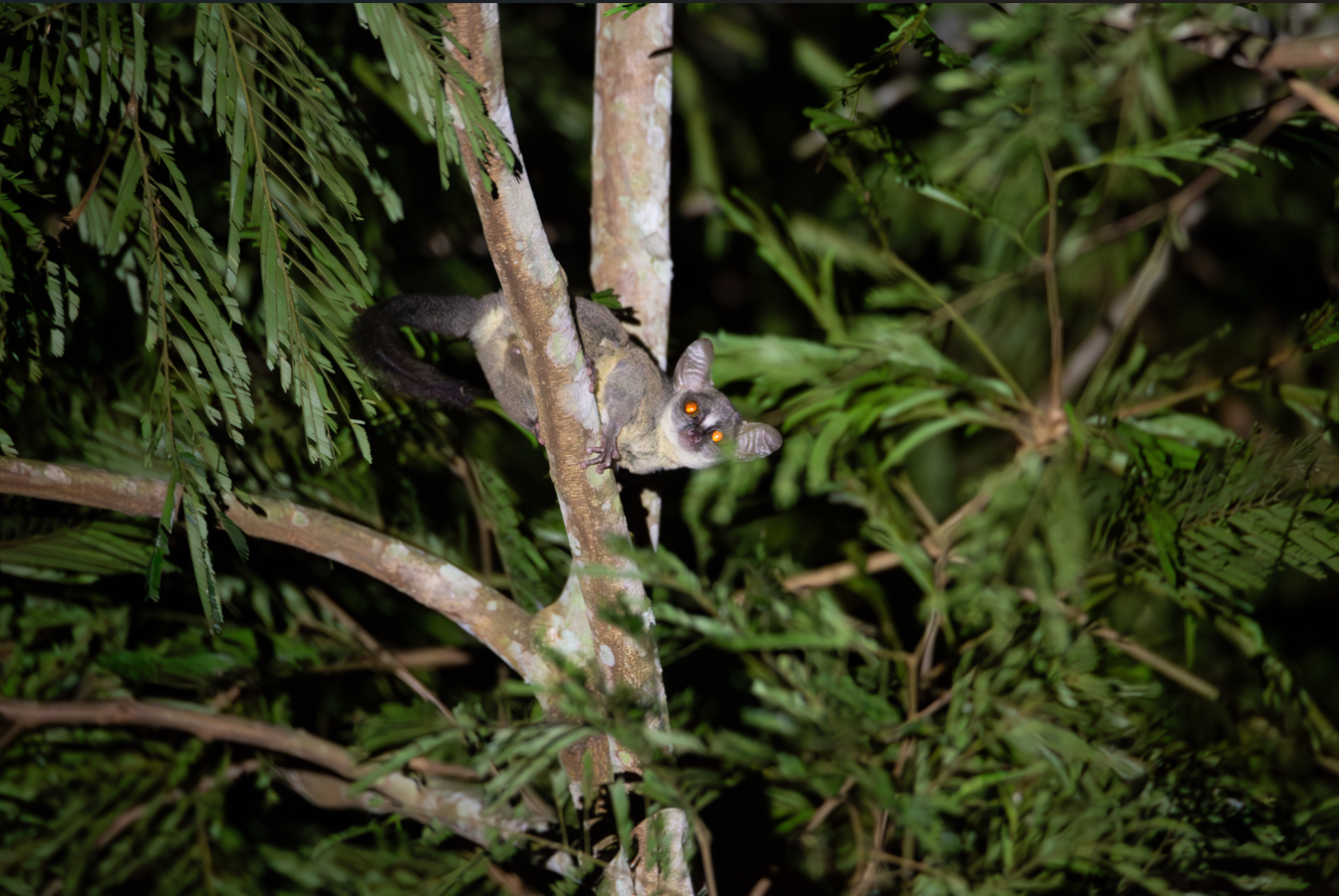 Angola dwarf galago "Galagoides kumbirensis"